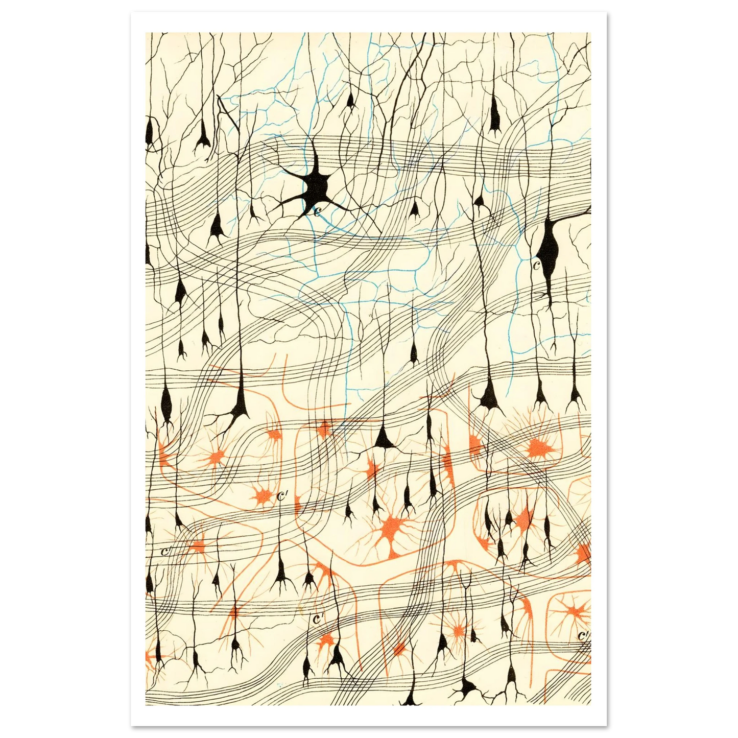 Nerve Cells in Dog's Olfactory Bulb Art of Medicine 16