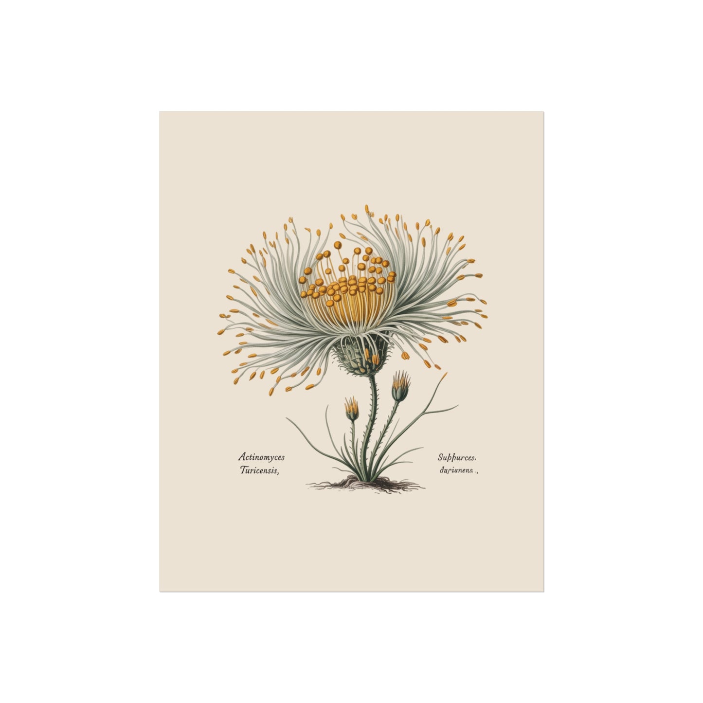 Botanical Actinomyces Imaginary Microbiology Fine Art Poster