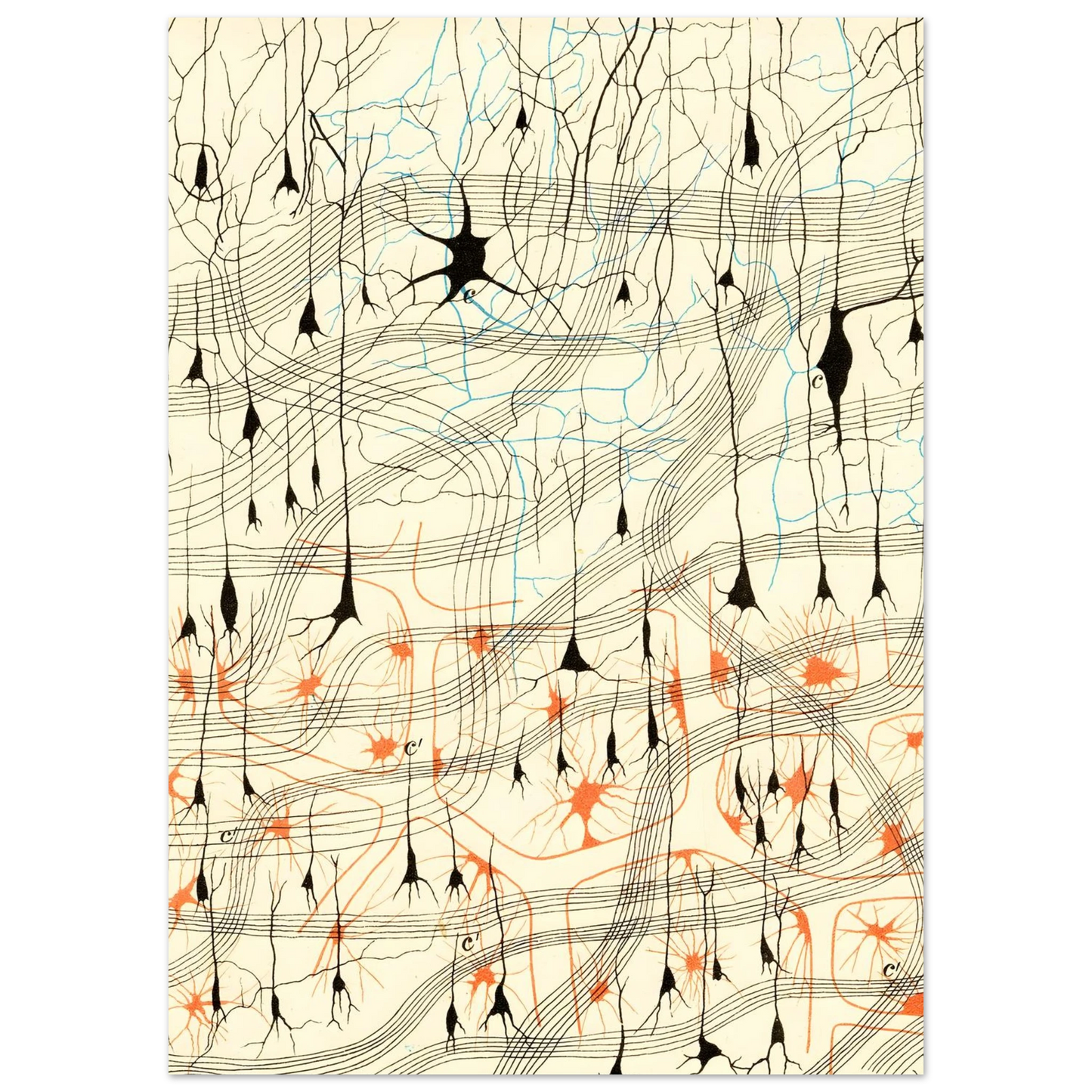 Nerve Cells in Dog's Olfactory Bulb fine art poster graphic view