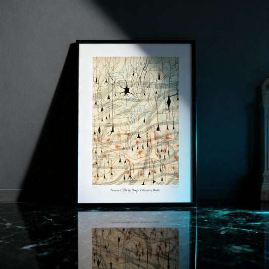 Nerve Cells Fine Art Poster unique medical history art