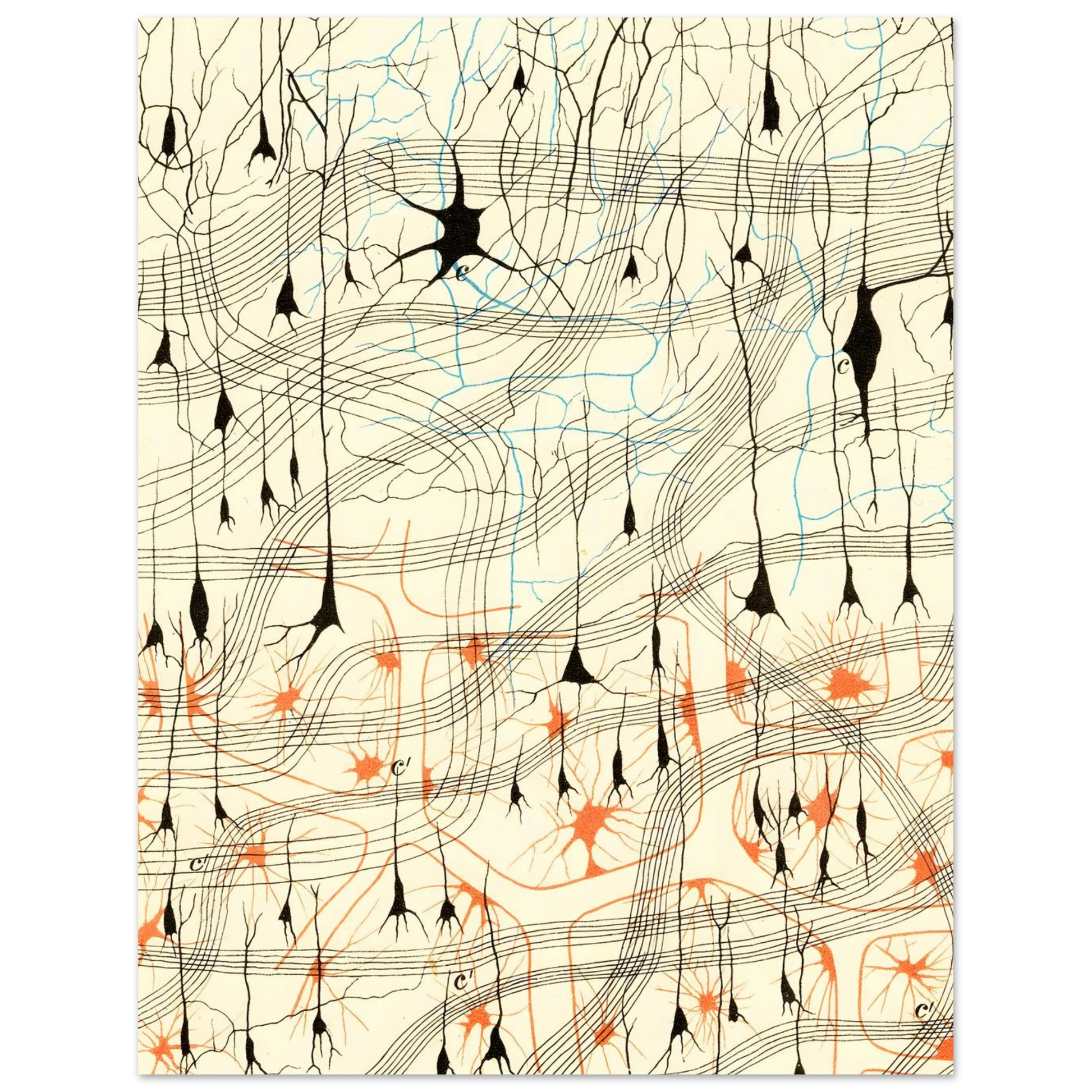 Nerve Cells in Dog's Olfactory Bulb Art of Medicine 14