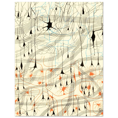Nerve Cells in Dog's Olfactory Bulb Art of Medicine 14