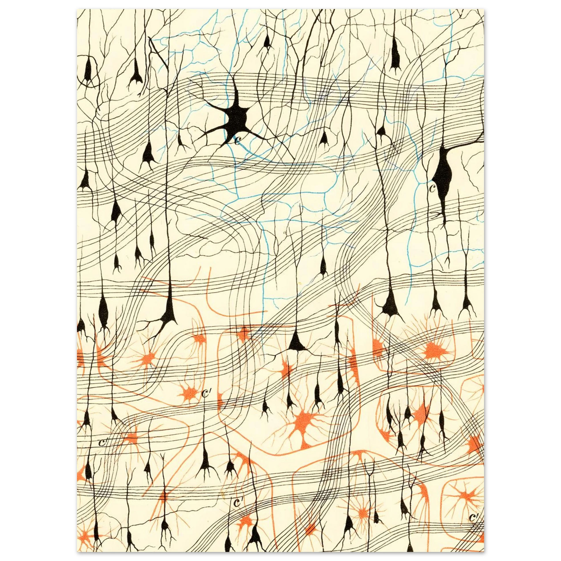 Nerve Cells in Dog's Olfactory Bulb fine art poster detail 5