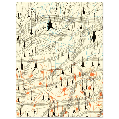Nerve Cells in Dog's Olfactory Bulb fine art poster detail 5