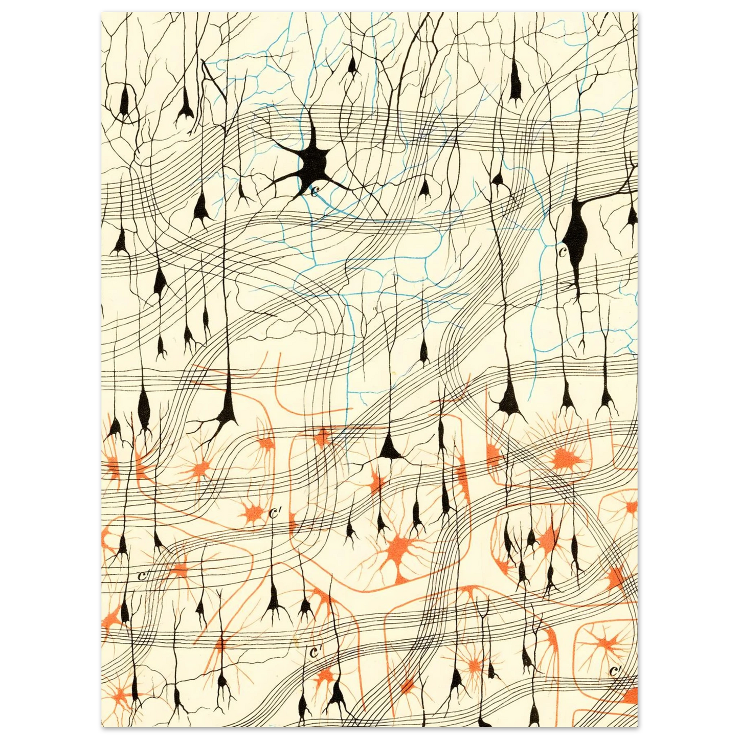 Nerve Cells in Dog's Olfactory Bulb Art of Medicine 13