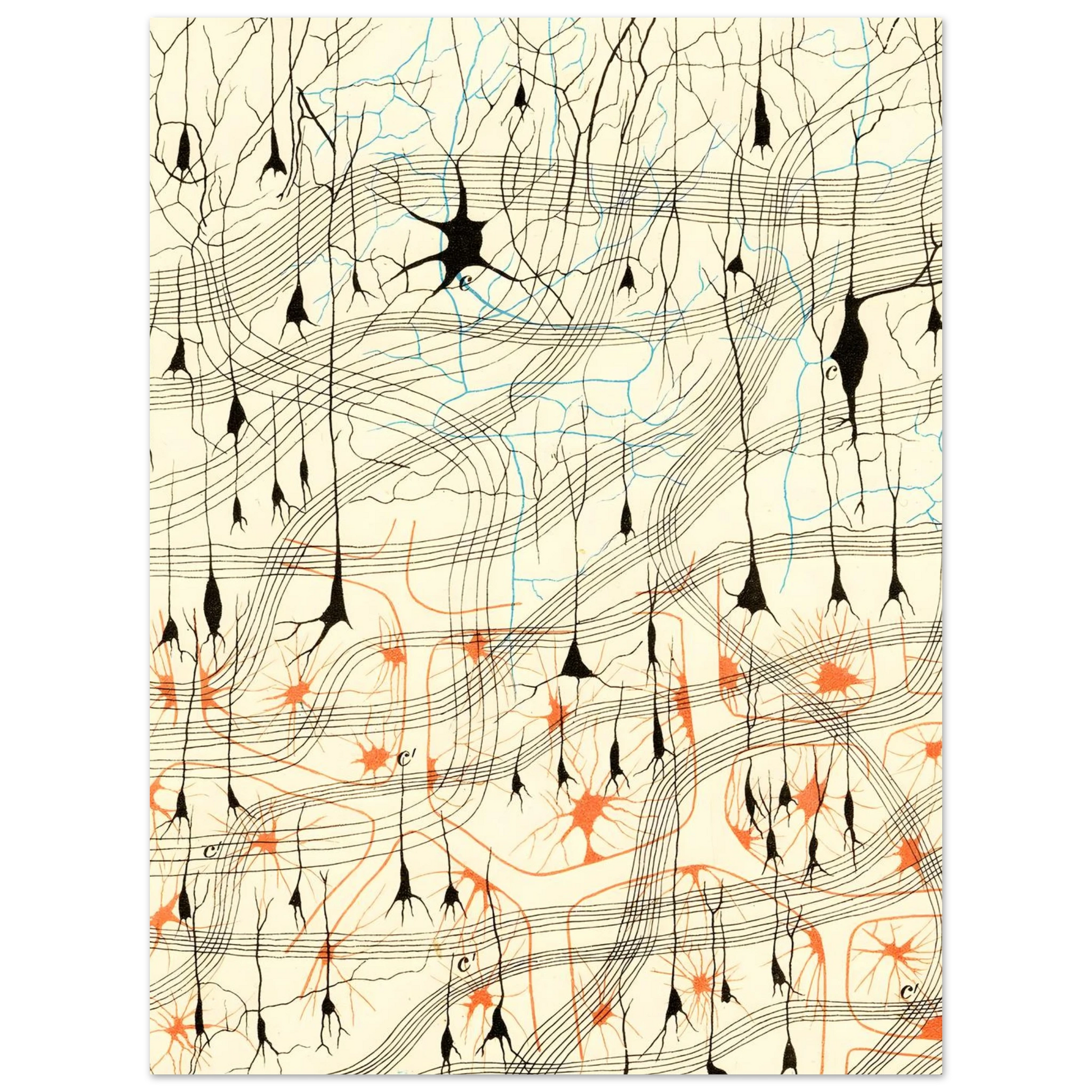 Nerve Cells in Dog's Olfactory Bulb Art of Medicine 13