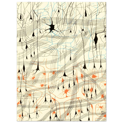 Nerve Cells in Dog's Olfactory Bulb Art of Medicine 13