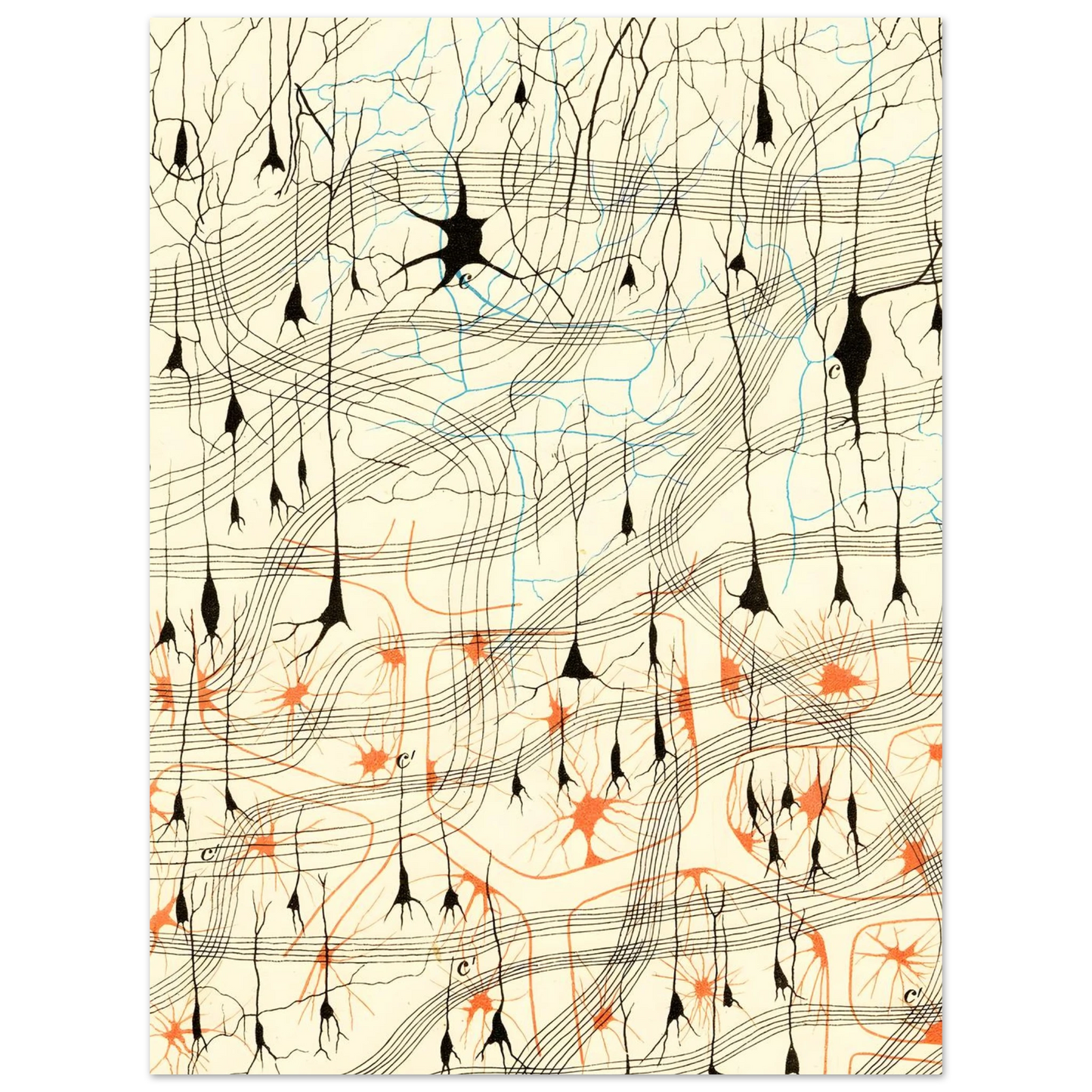 Nerve Cells in Dog's Olfactory Bulb Art of Medicine 12