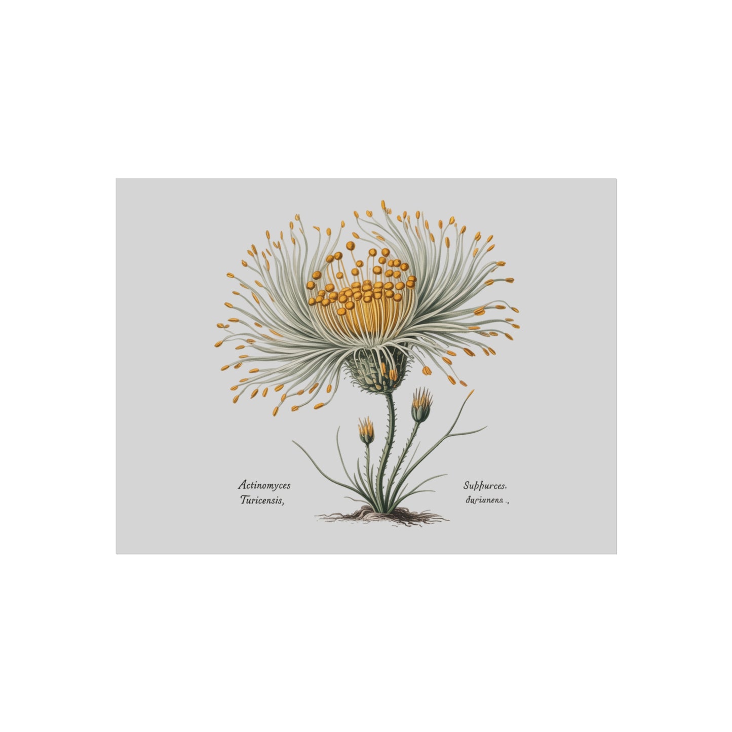 Botanical Actinomyces Imaginary Microbiology Fine Art Poster