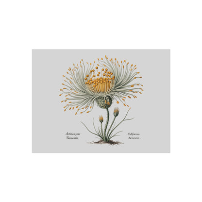 Botanical Actinomyces Imaginary Microbiology Fine Art Poster