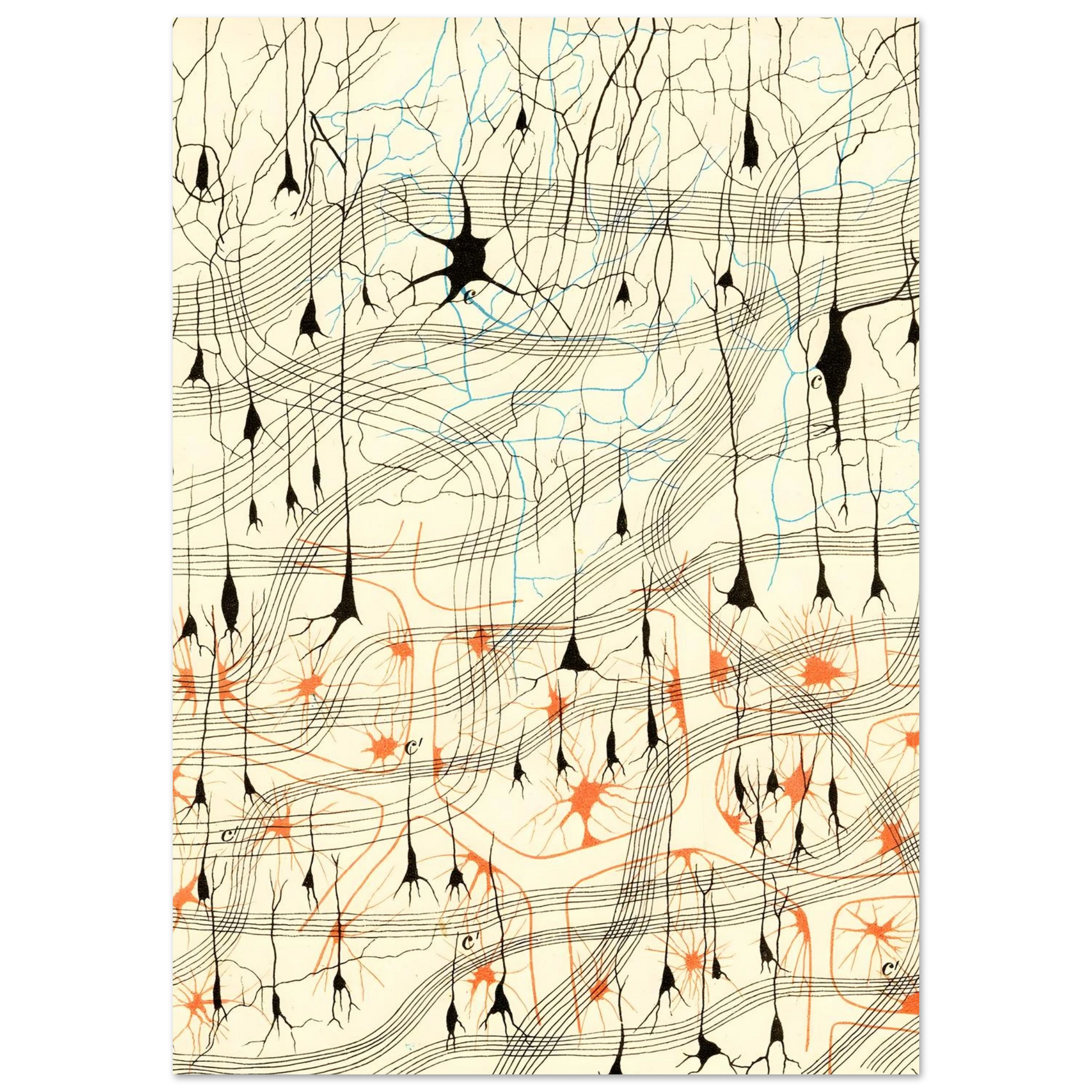 Nerve Cells in Dog's Olfactory Bulb Art of Medicine 11