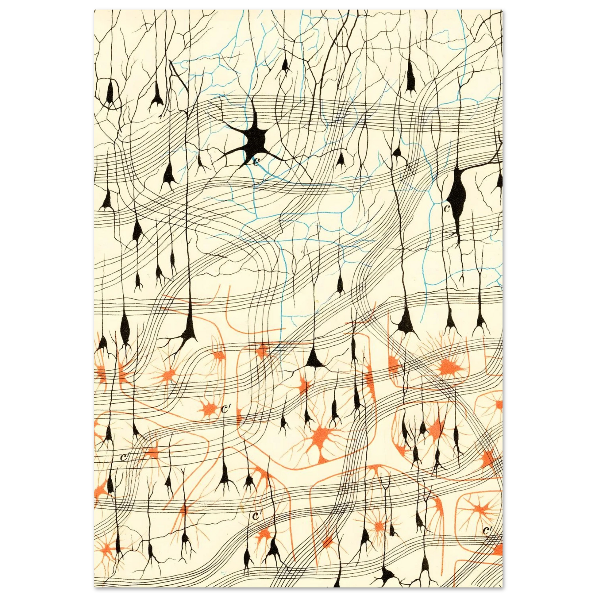 Nerve Cells in Dog's Olfactory Bulb Art of Medicine 15