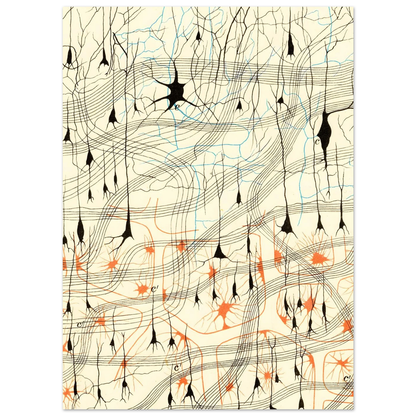 Nerve Cells in Dog's Olfactory Bulb Art of Medicine 17