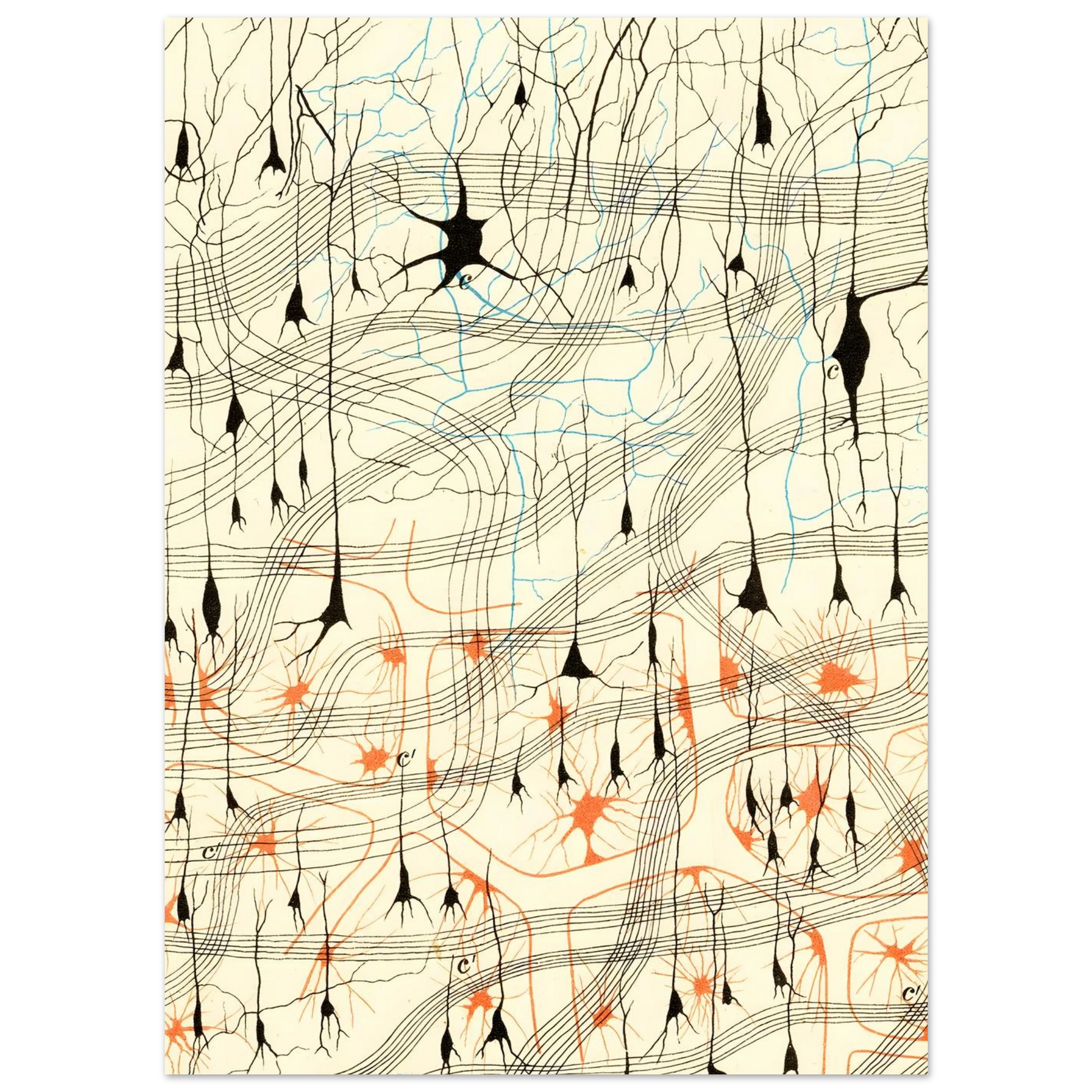 Nerve Cells in Dog's Olfactory Bulb Art of Medicine 17