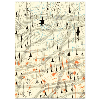 Nerve Cells in Dog's Olfactory Bulb Art of Medicine 17