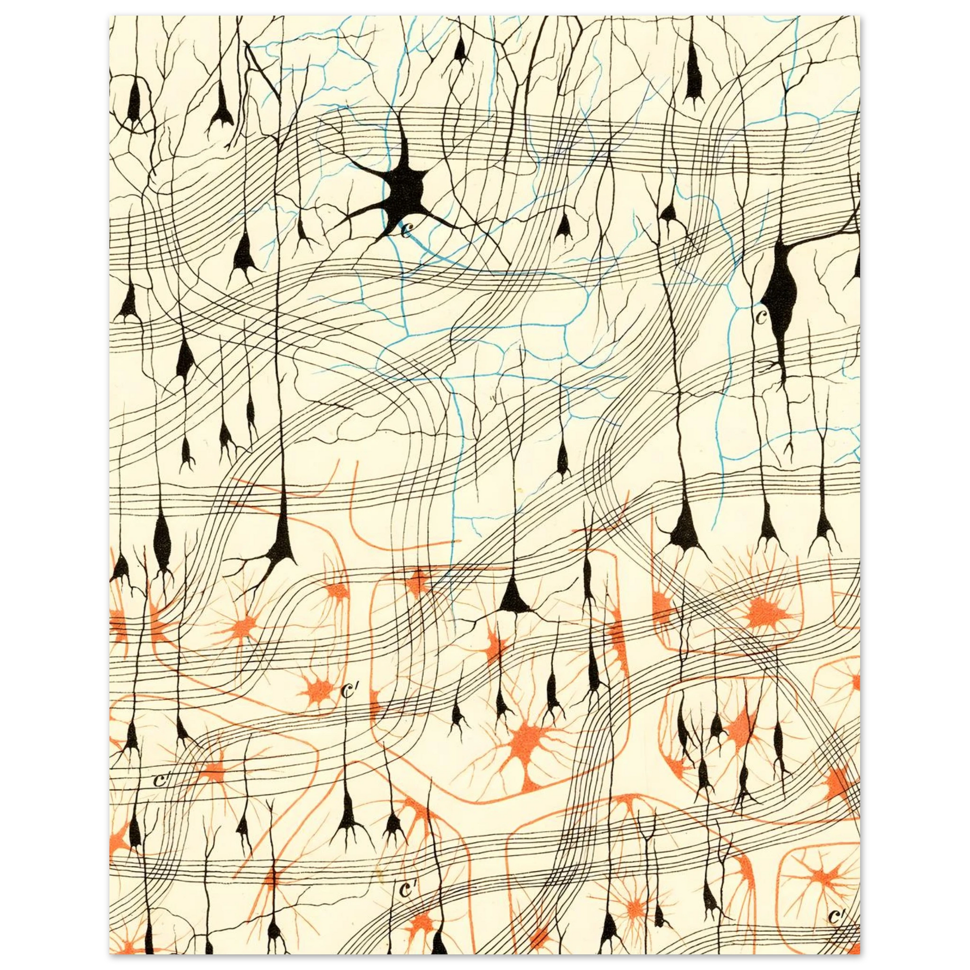 Nerve Cells in Dog's Olfactory Bulb fine art poster graphic view 2